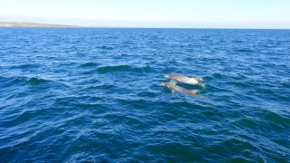 Delfin in Sicht