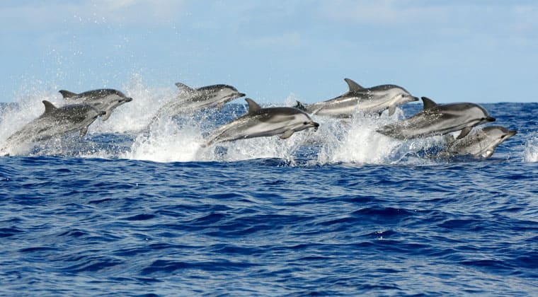 Delfine Azoren Inseln