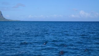 Jippiiee - Delfine im Indischen Ozean.