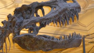 Dinosaurierskelett im Natural History Museum