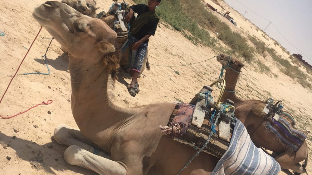 Einzigartige Tiere, diese Dromedare