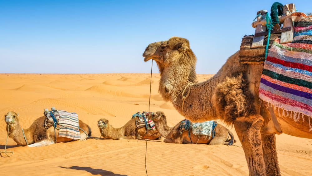 6. Ein Ausritt mit einem Dromedar