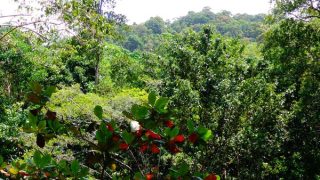 Dschungel auf Koh Tarutao