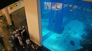 Die Scheiben sind 75 Zentimeter dick: Das „Dubai Aquarium“ lockt zusätzliche Besucher in die „Dubai Mall“