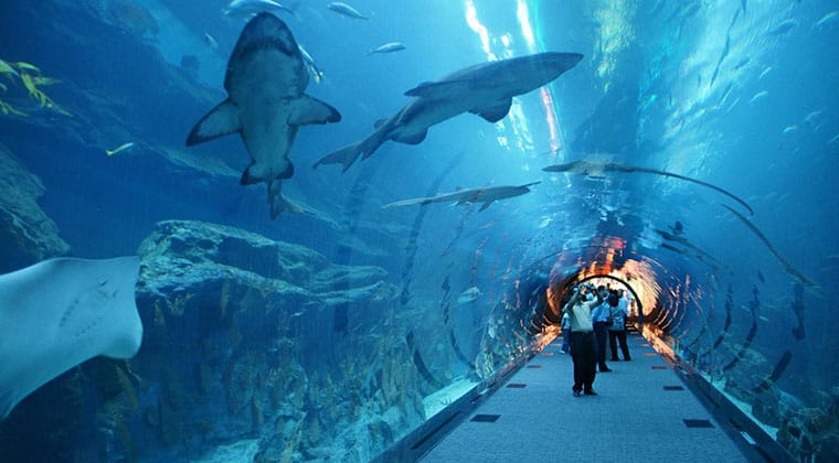 Zehn Millionen Liter Wasser und 33.000 Meeresbewohner über dem Kopf: Ein verglaster Tunnel führt durch das „Dubai Aquarium“ im Mega-Einkaufszentrum „Dubai Mall“