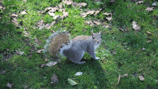 Im Hyde Park konnte ich keine Eichhörnchen entdecken, dafür im Holland Park umso mehr