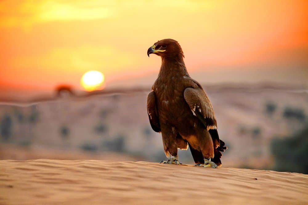 Falknerei hat Tradition in Ras Al Khaimah