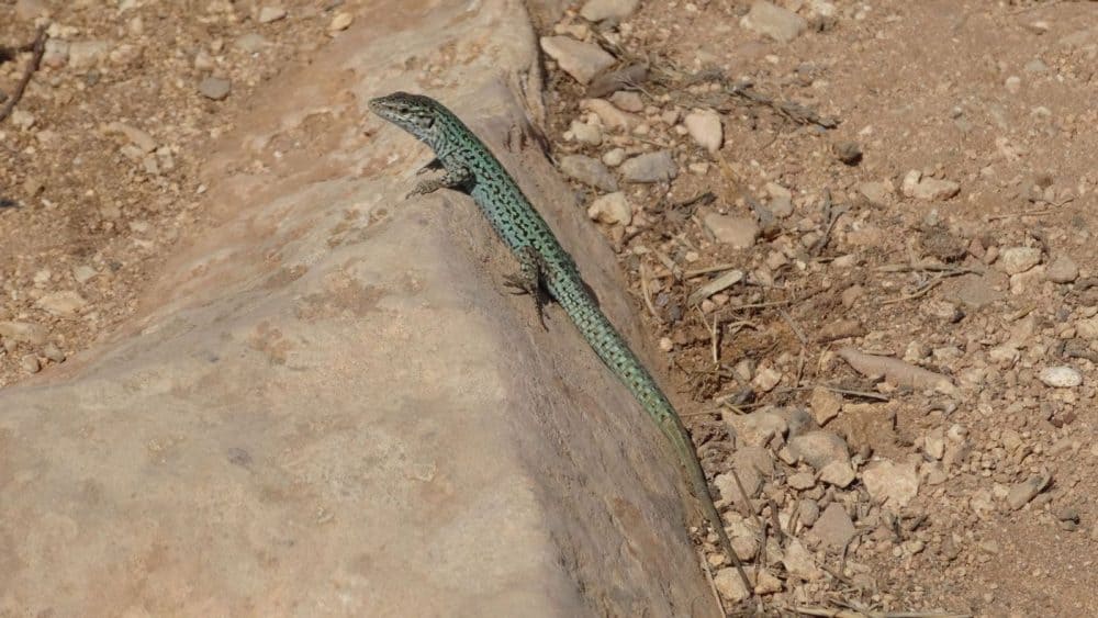 Auf Entdeckungstour durch Formentera