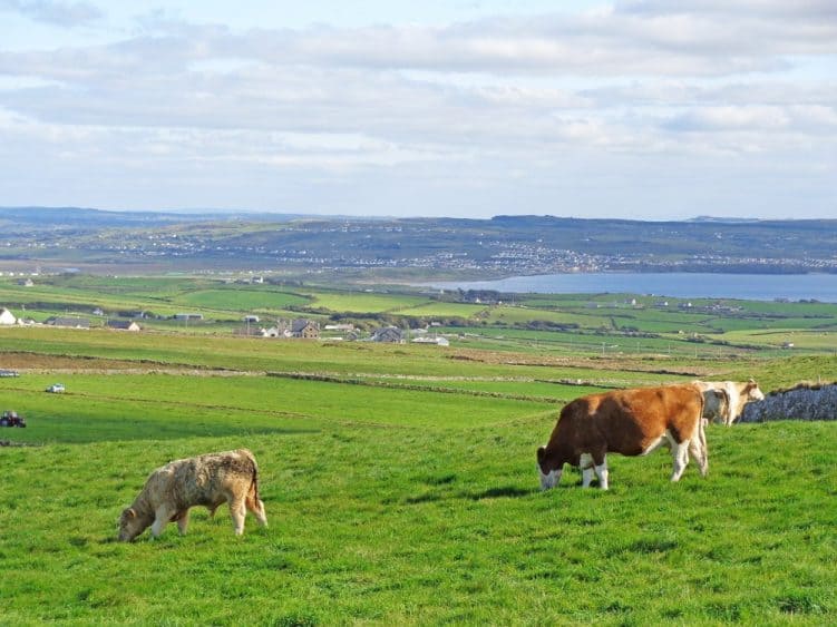 Freilandrinder auf der Weide