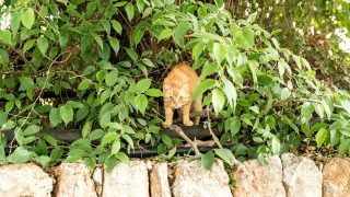 Katze im Baum Wasserrad im Viverde Sa Bassa Rotja Mallorca