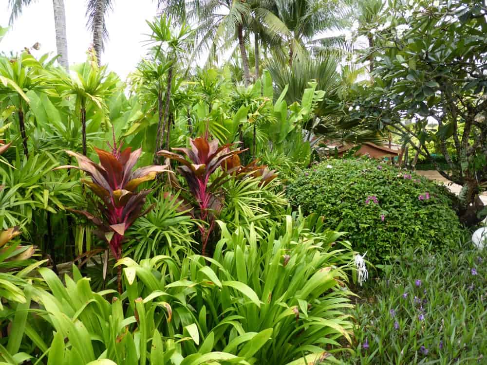 50 shades of green im Garten des Santirburi Beach Resorts