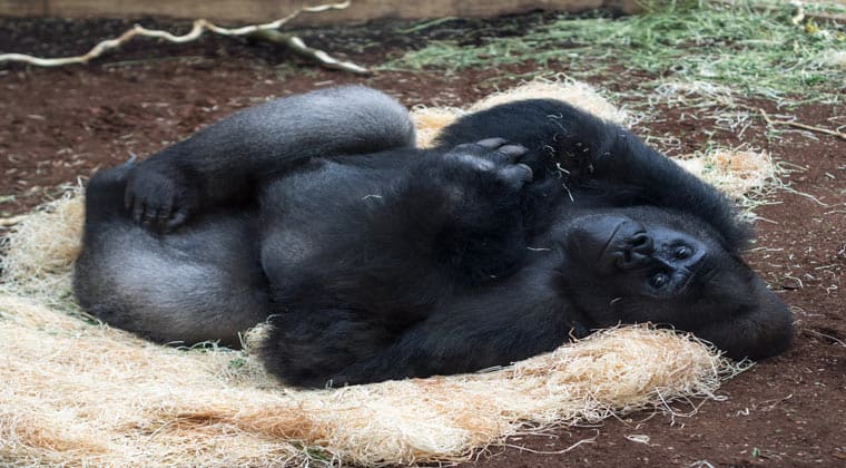 Gorilla chillt im Zoo Hannover