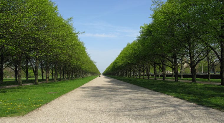 Hannover Herrenhausen Allee mit Bäumen