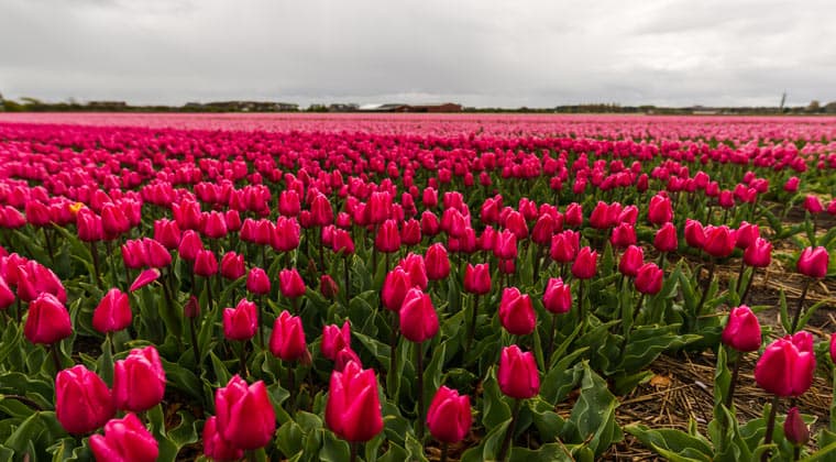 Ein wahrer Augenschmaus: Blick auf ein farbenfrohes Tulpenfeld in Holland.