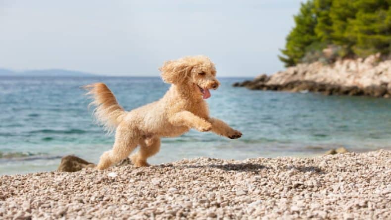Hund springt am Strand Kroatien Insel Brac