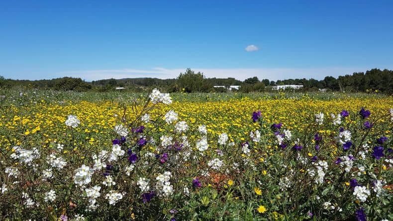 Blumenwiese auf Ibiza