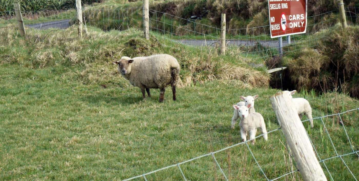 Lieben es auch grün: Schafe auf Valentia Island