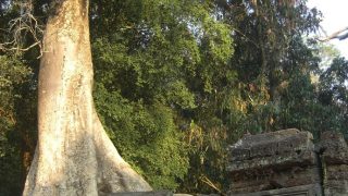 Die dichte Vegetation spendet viel Schatten bei unserer schweißtreibenden Fahrradtour durch Angkor