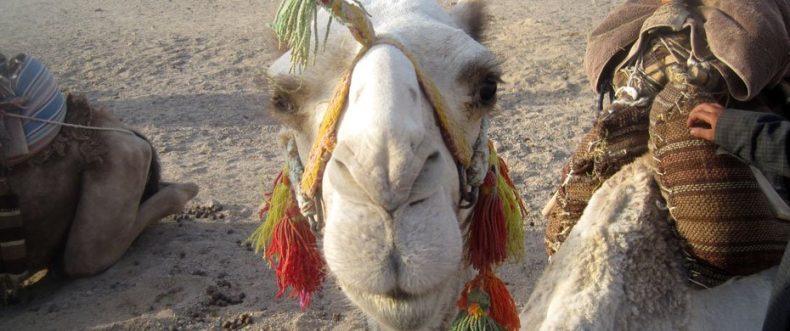 Wüste Ägypten: Kamel & Quad