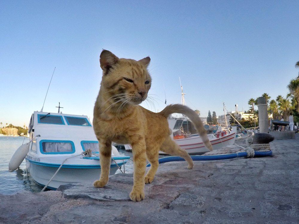 Miau! Direkt am Hafen, bei den vielen Fischen, fühlen sich auch Katzen wohl!