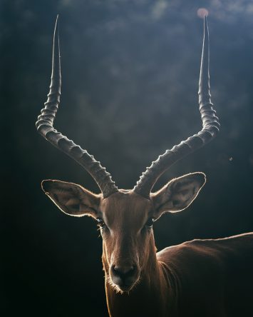 Eines meiner Lieblingsbilder: Ein Impala in Kenia