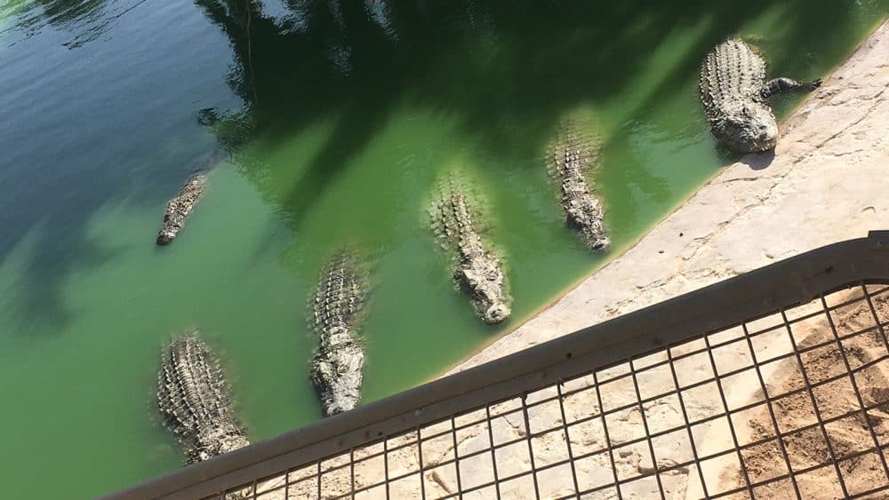 Denen möchte ich nicht in der freien Natur begegnen