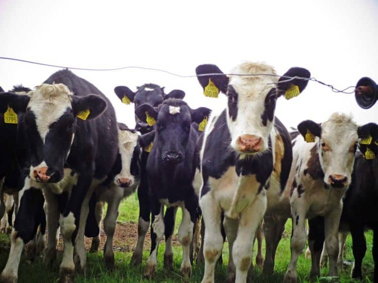 Wie die Kühe auf der Weide