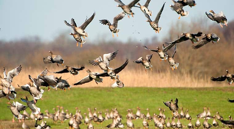 Vögel in Lauwersmeer
