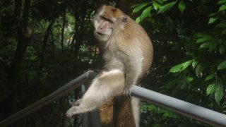 Affe auf Langkawi