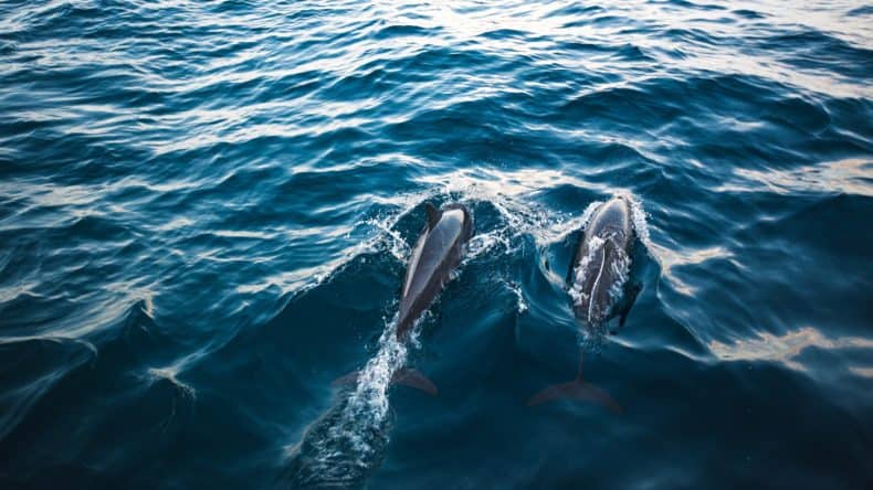 Mit etwas Glück seht ihr auch Delfine