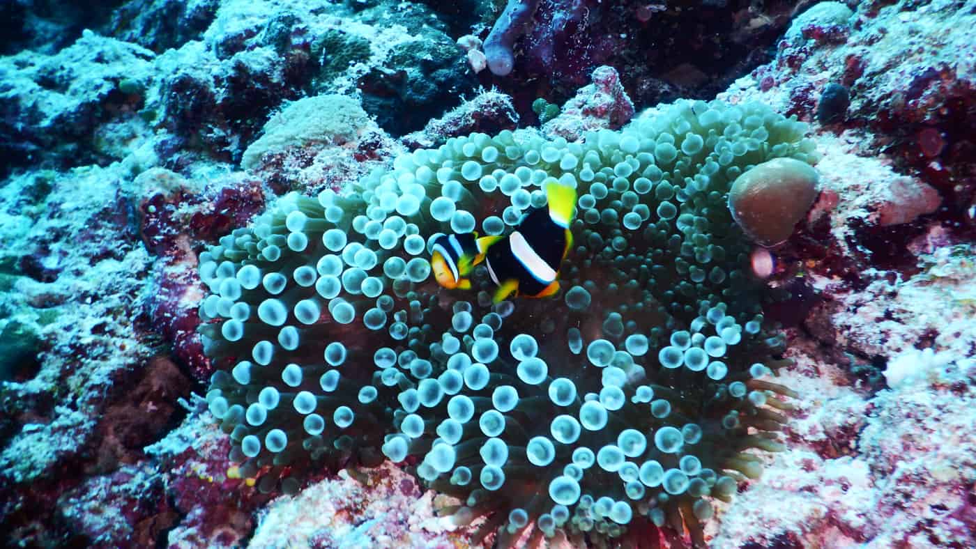 So bunt ist die Unterwasserwelt rund um Kuramathi