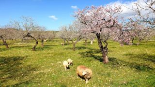 Schafe und Mandelbäume