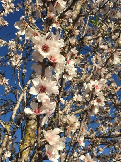 Mandelbaumblüte auf Mallorca