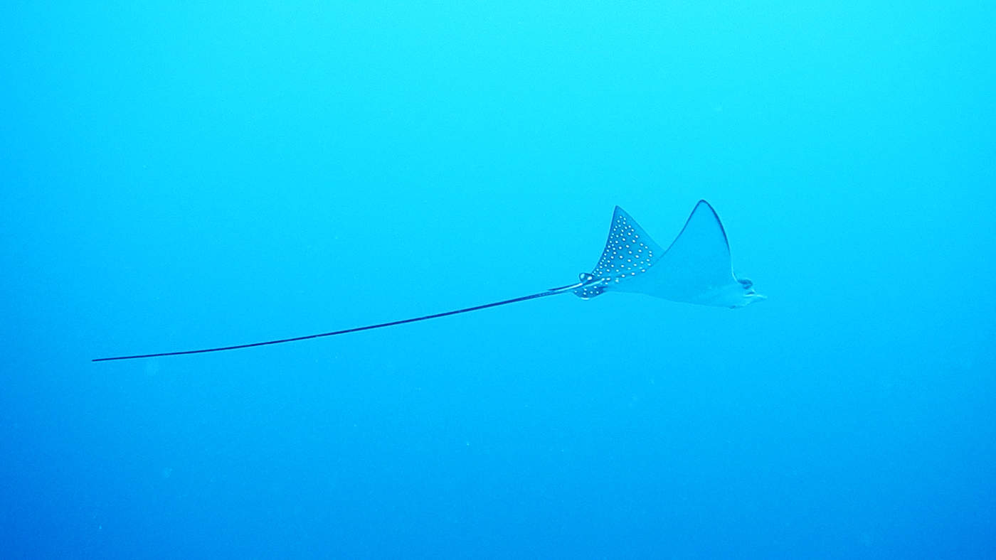 Und sogleich begegnet uns ein Manta Rochen