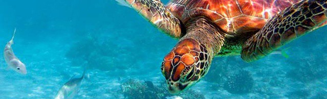 Die Meeresschildkröte Caretta Caretta