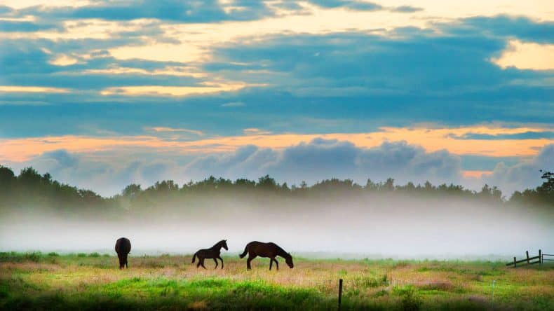 Was für ein Panorama! Die tiefschwarzen, niederländischen Friesen-Pferde stammen ursprünglich aus der Provinz Friesland und sind hier öfter anzutreffen.