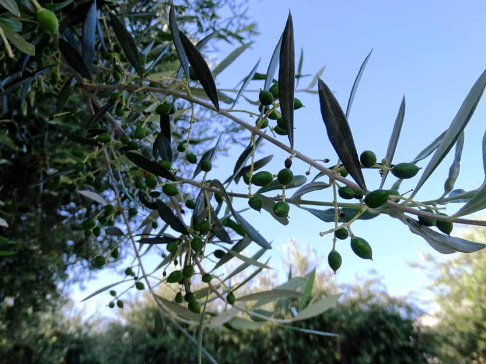 Olivenbaum Rhodos