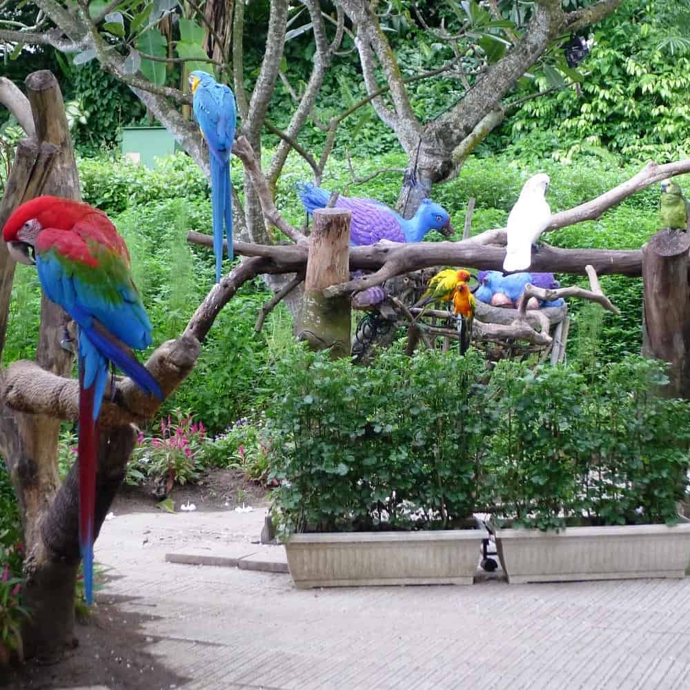 Farbenfrohe und prächtige Papageien mitten auf Sentosa