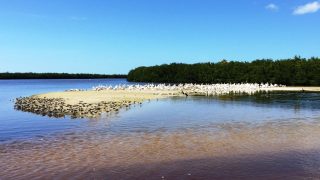 Hunderte von Pelikanen in freier Natur