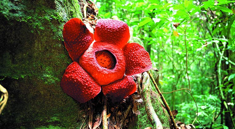 Rafflesia