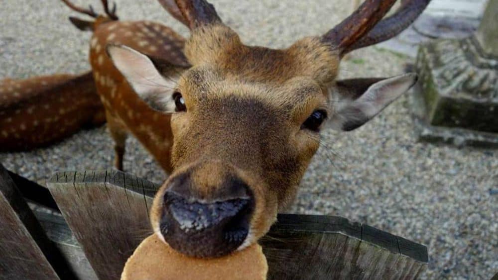 Rehe füttern im Nara Park