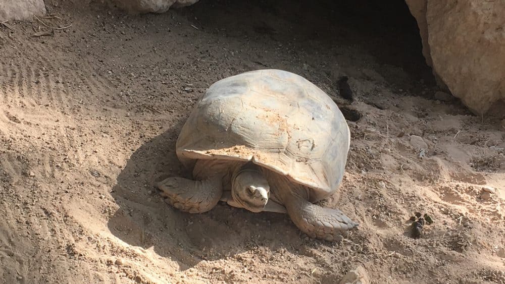 Eine kleine Landschildkröte im Krokodilpark