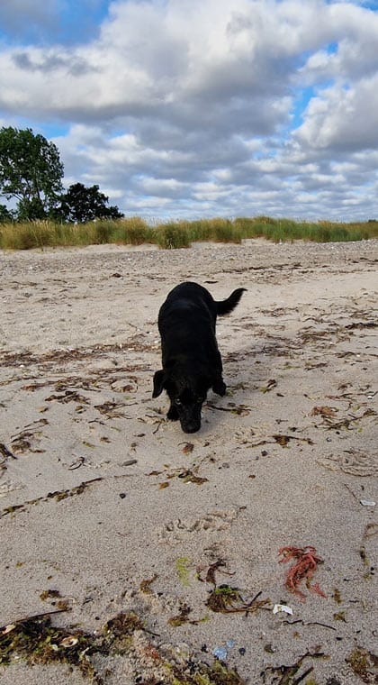 Schleswig Holstein Urlaub Hund am Strand