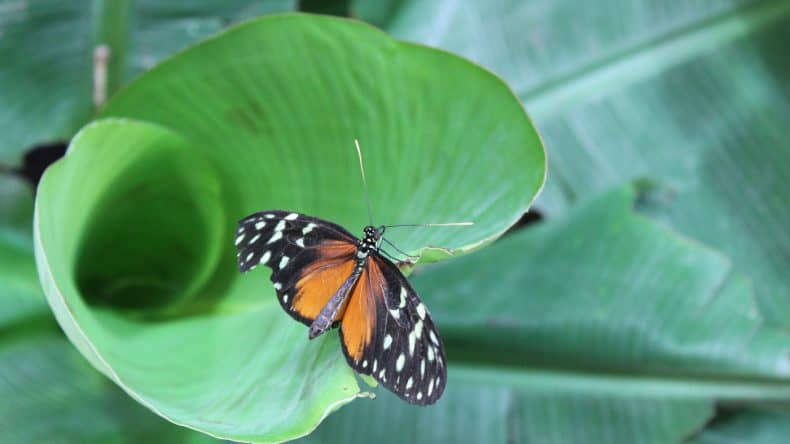 Schmetterling sitzt auf einem Blatt