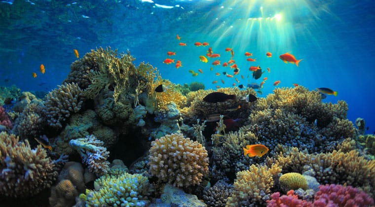Unterwasserwelt Ägyptens