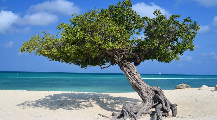 flamingo beach aruba Dividivi Baum