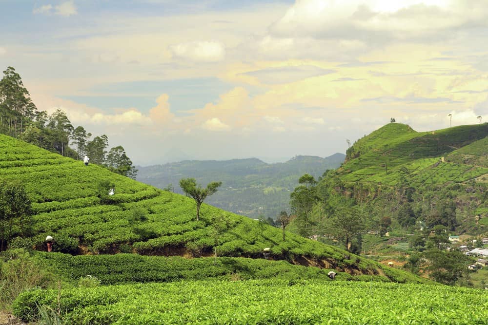 Wo die Kaffeebohnen wachsen? Auf Sri Lanka zum Besipiel