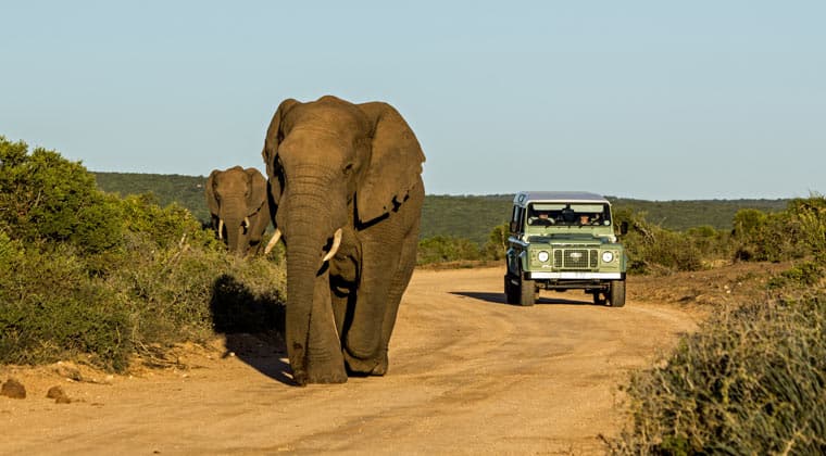 Südafrika, der Addo-Elefanten-Nationalpark - Heimat der "Big five".