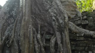 Nicht alle Tempel halten dem Gewicht der Tonnen-schweren Baumriesen stand, wie hier in Ta Prohm