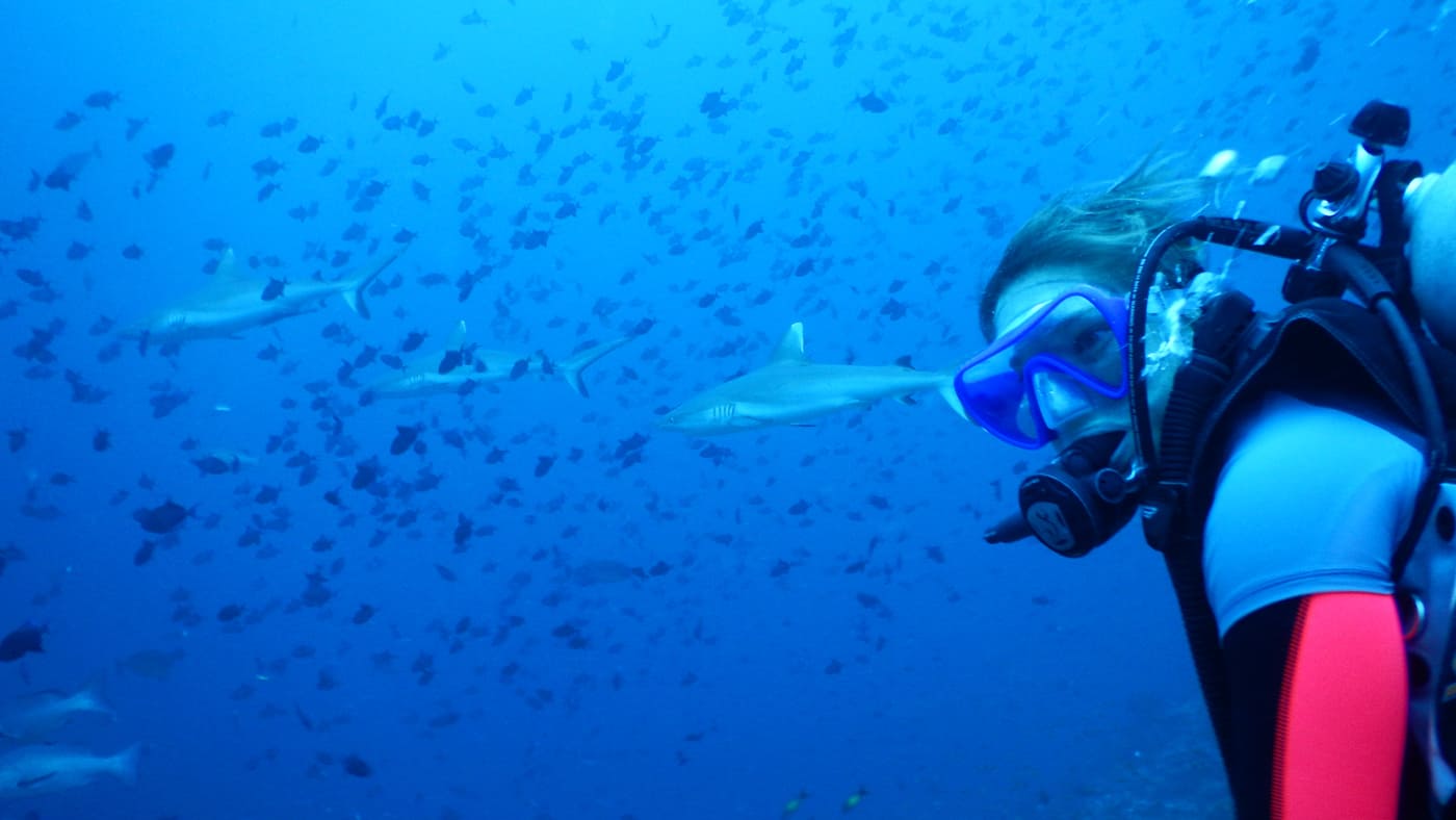 Ein paar Haie sind auch unterwegs